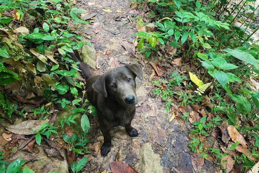 A dog on a forest path surrounded by green foliage. 3