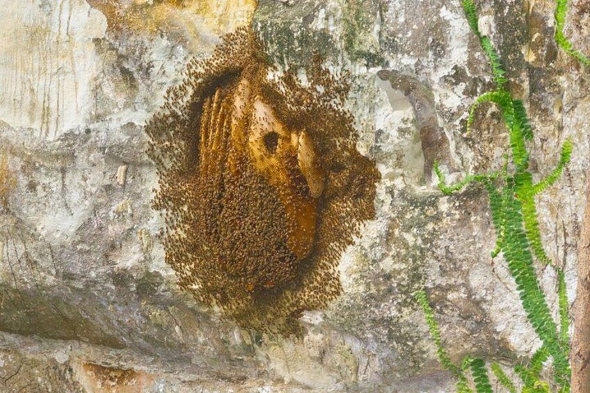 A cave entrance with a rough, textured wall and a small green fern growing on it. 4