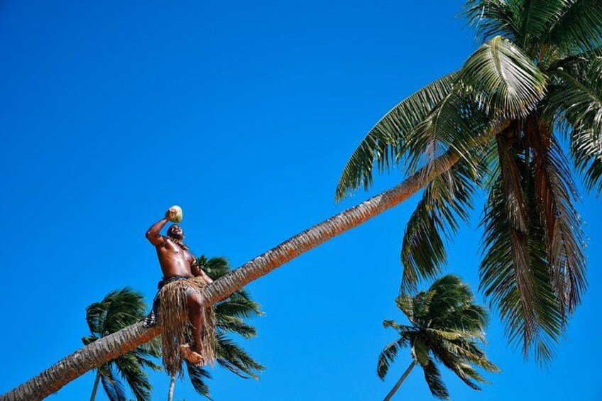 A person in a traditional headdress and skirt working on a palm tree. 5