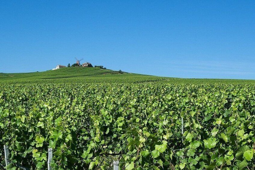 Private Full Day Tour to Champagne from Paris, Visit of 2 Champagne Producers 5