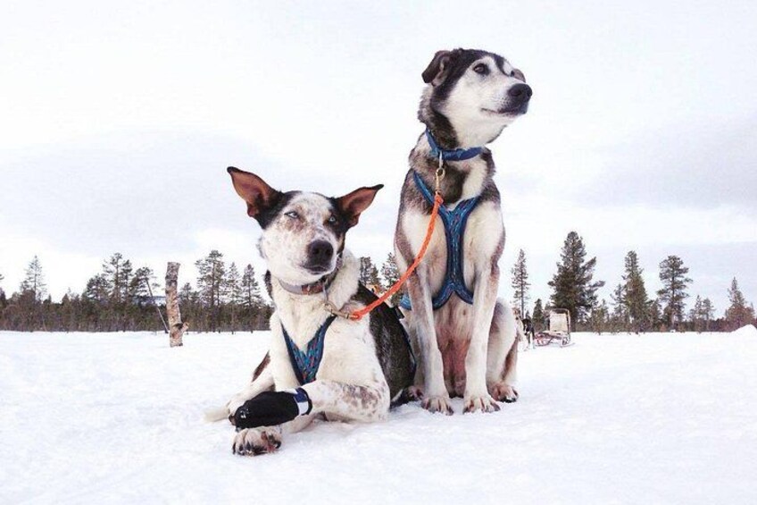 Gorgeous friendly husky dogs great with children 1