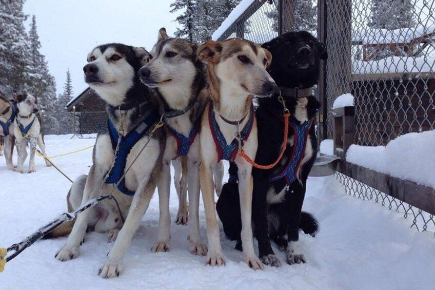 Huskies ready to take guests on a fun filled sled ride 4