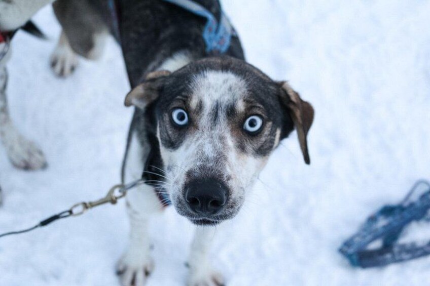 Play with our lovely blue-eyed huskies 5