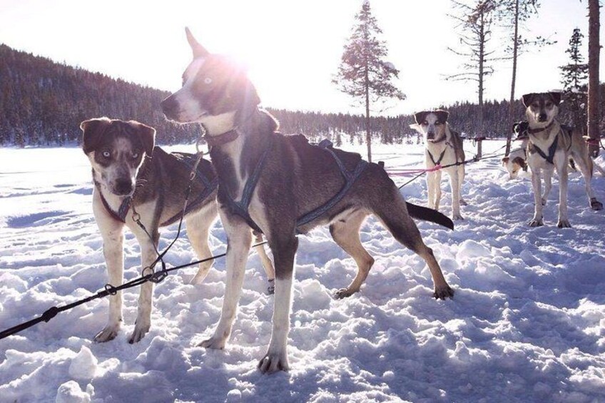 Friendly huskies patiently wait at the tipi tent 3