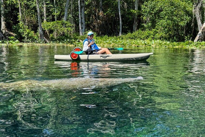 Silver Springs Kayak Tour - Best price, Best Gear, Free Photos 5