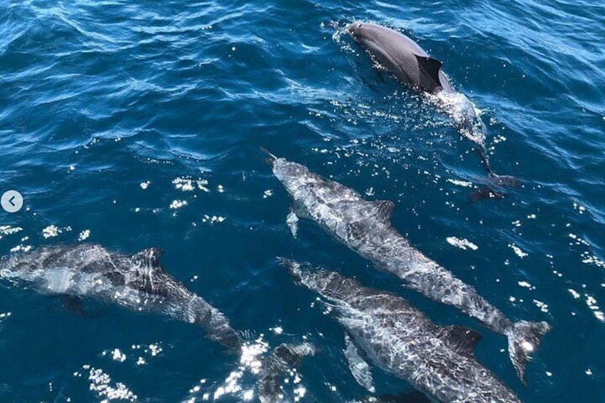 Un groupe de dauphins nage dans l’océan. 3