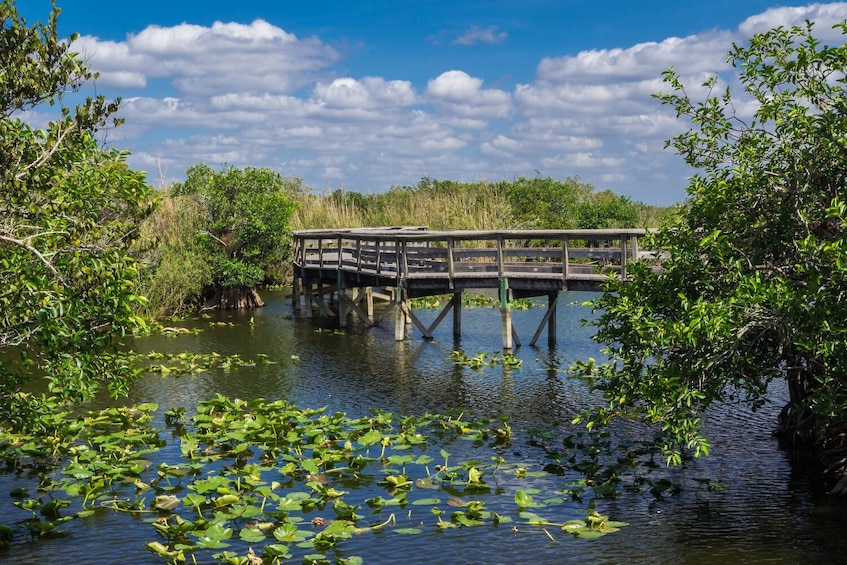 A wooden bridge over a water body with lily pads and surrounded by dense greenery. 1