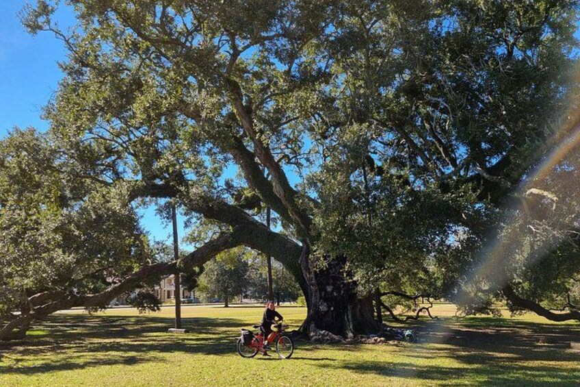 A large tree with a bicycle parked under it. 3