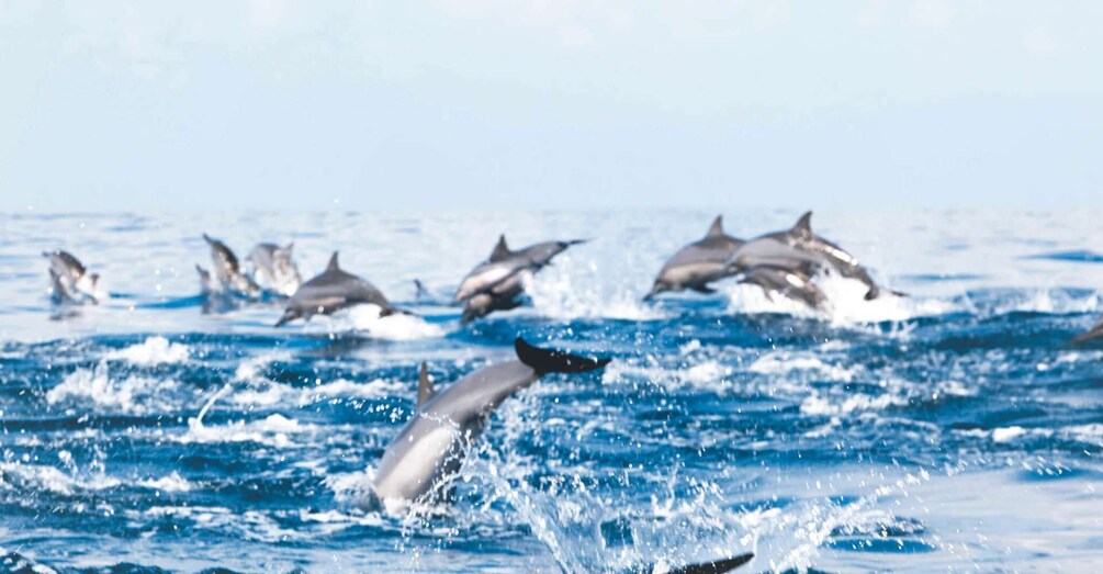 A group of dolphins jumping out of the water. 4