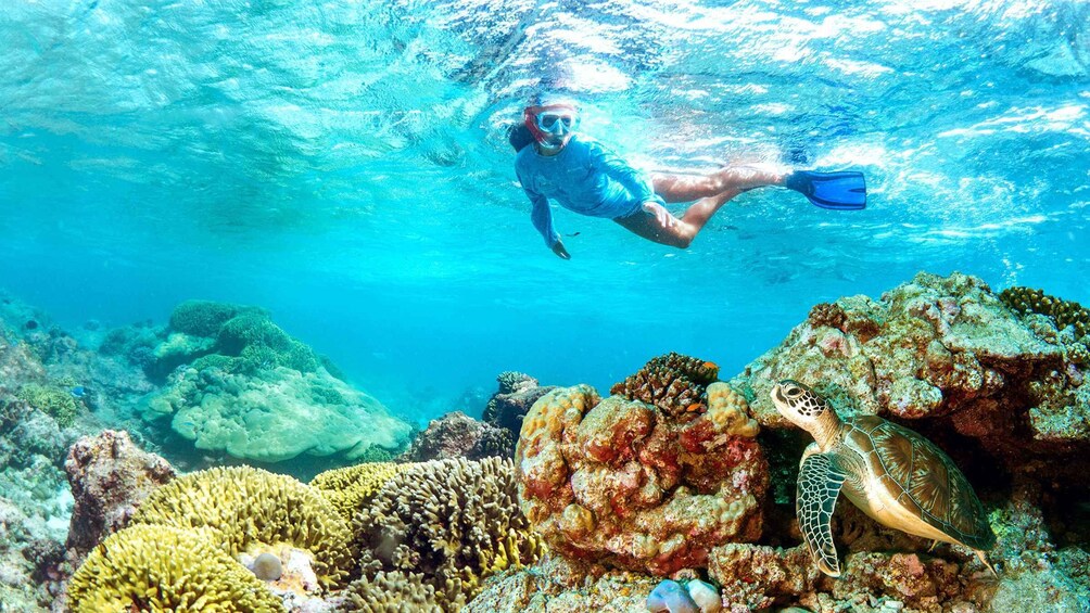 A diver swimming underwater near a coral reef with a sea turtle. 2