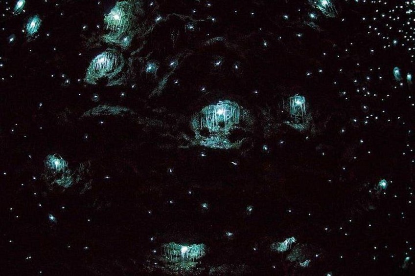 Brisbane: Daytime Scenic Rim Glow Worm Tour + Hop on Hop off Bus 4