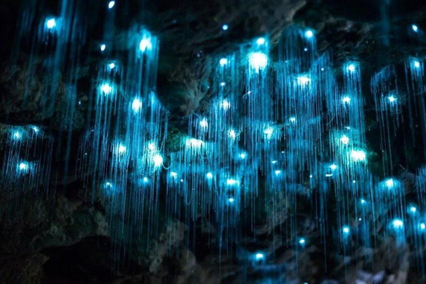 Brisbane: Daytime Scenic Rim Glow Worm Tour + Hop on Hop off Bus 1