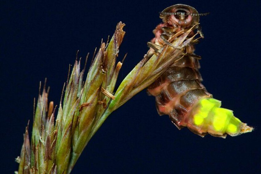 Brisbane: Daytime Scenic Rim Glow Worm Tour + Hop on Hop off Bus 3