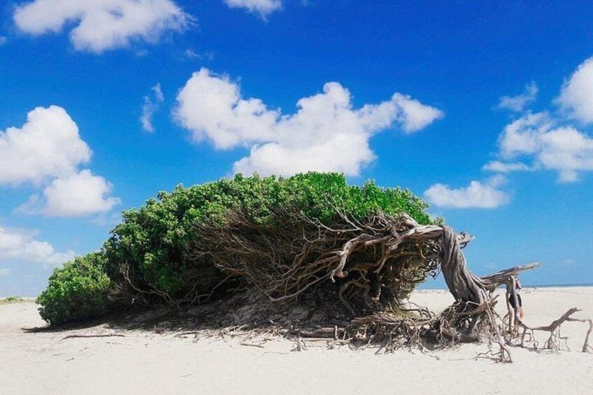 Full Day Premium Tour in Jericoacoara 5