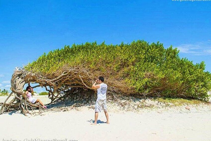 Full Day Premium Tour in Jericoacoara 4