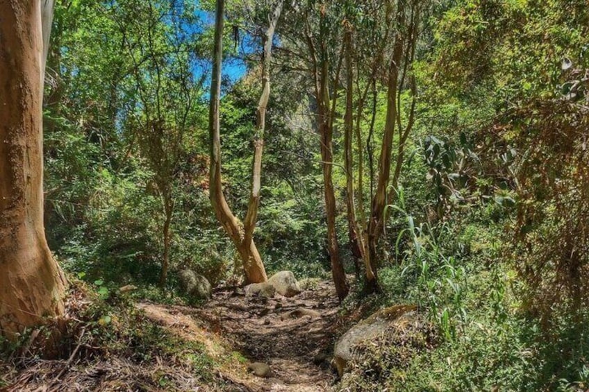 Hiking experience in the north of Gran Canaria 2