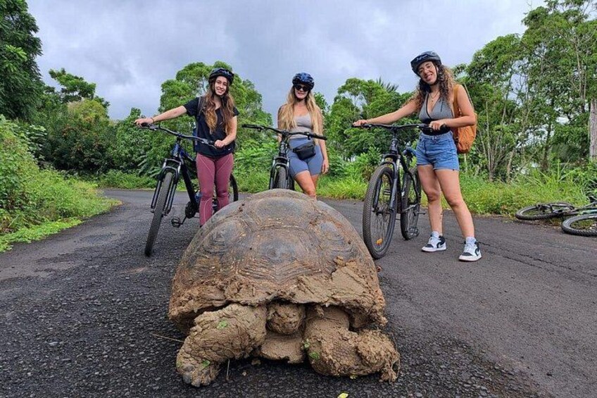 BiciTour Giant Turtles and Lava Tunnel in Galapagos 1