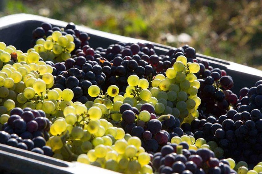 Unesco Champagne Experience from Reims (Private full day tour) 3