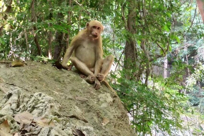 A monkey sitting on a rock in a forest. 3