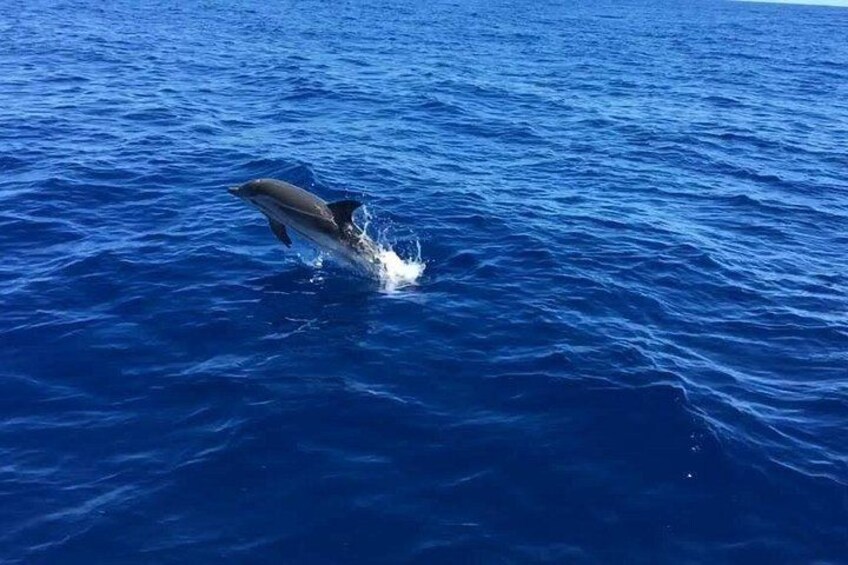 A dolphin jumping out of the ocean water. 4