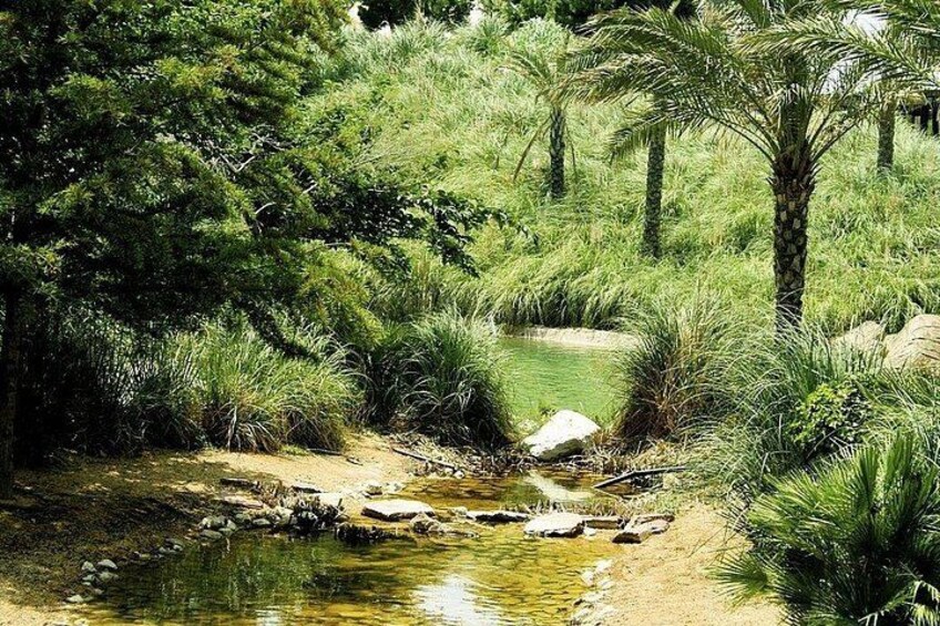 A natural landscape with a small stream, dense greenery, and a palm tree. 3