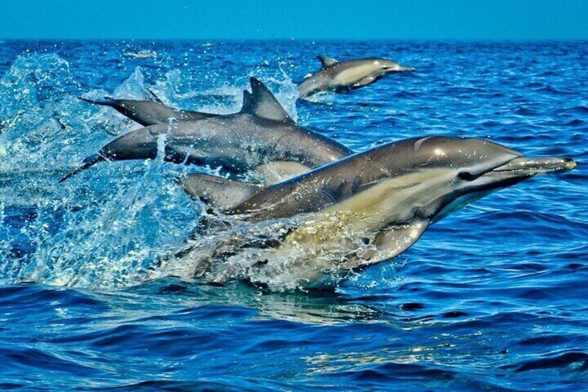 Dolphins jumping out of the water. 1