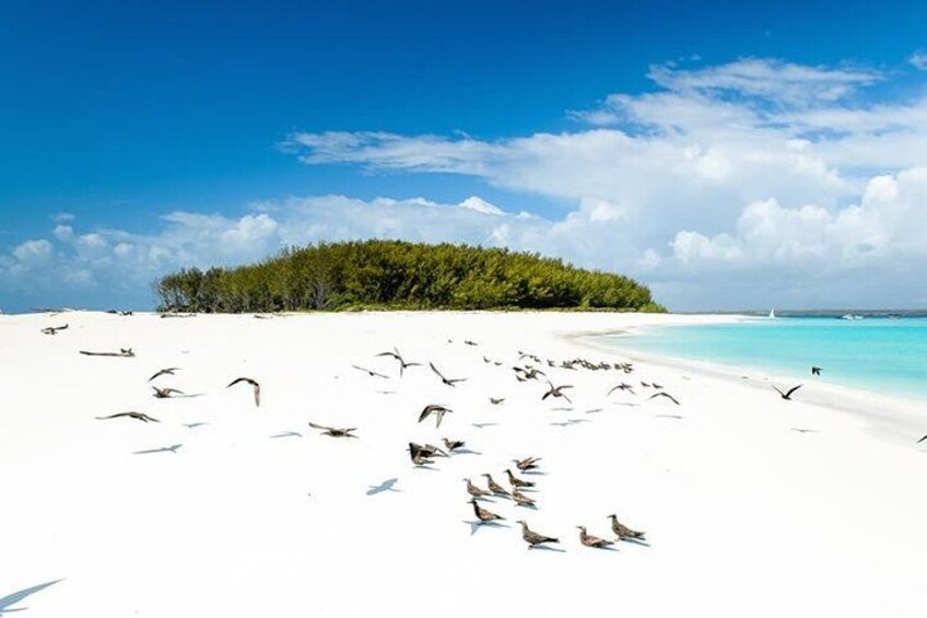 Mnemba Island Private Full Day Swim with Dolphins and Snorkeling 3