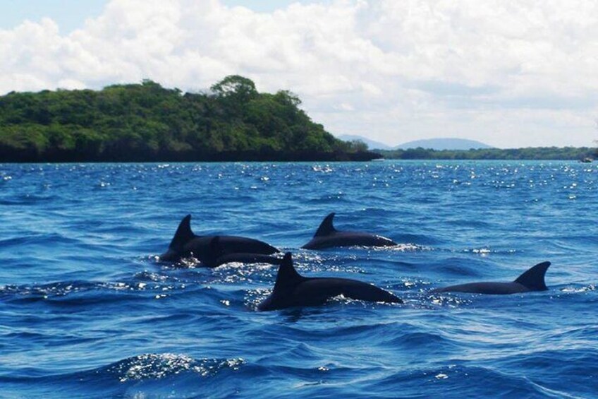 Mnemba Island Private Full Day Swim with Dolphins and Snorkeling 4