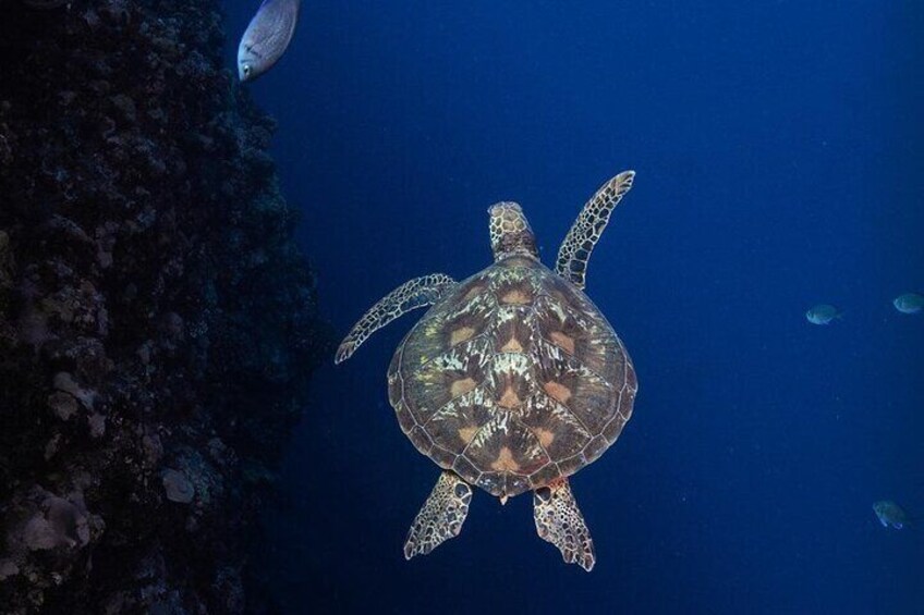 Padi Open Water Diver 