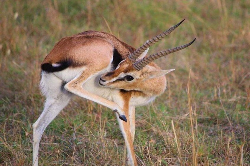 A gazelle with prominent horns in a grassy field. 2