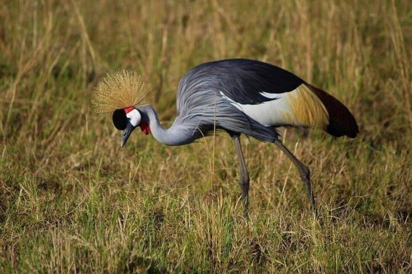 3 Days Masai Mara Flight Safari 3