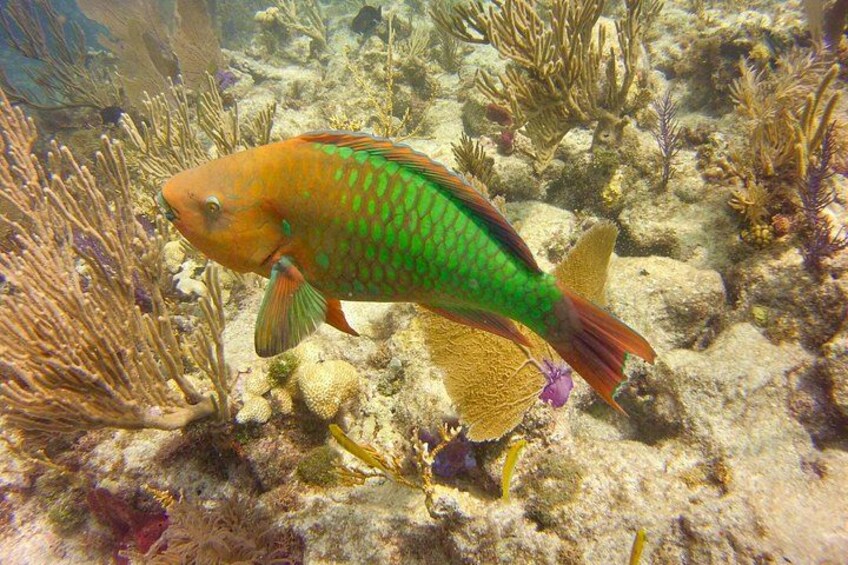 Key Largo Morning Snorkeling Adventure to 2 Sites 5
