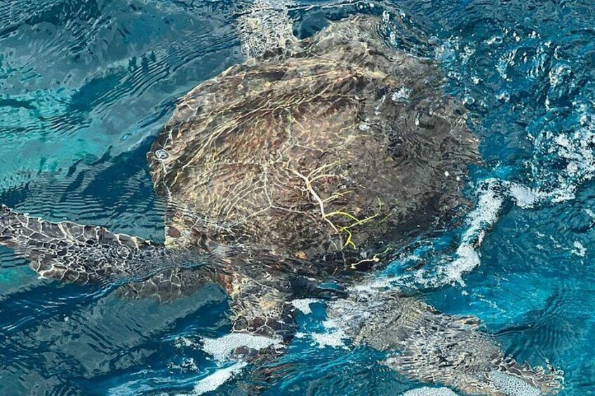Key Largo Morning Snorkeling Adventure to 2 Sites 3
