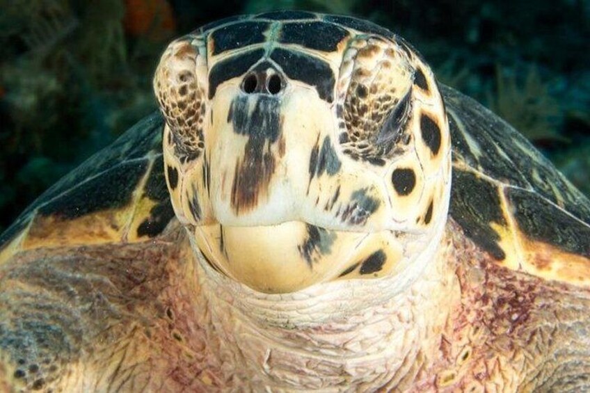 Key Largo Morning Snorkeling Adventure to 2 Sites 4
