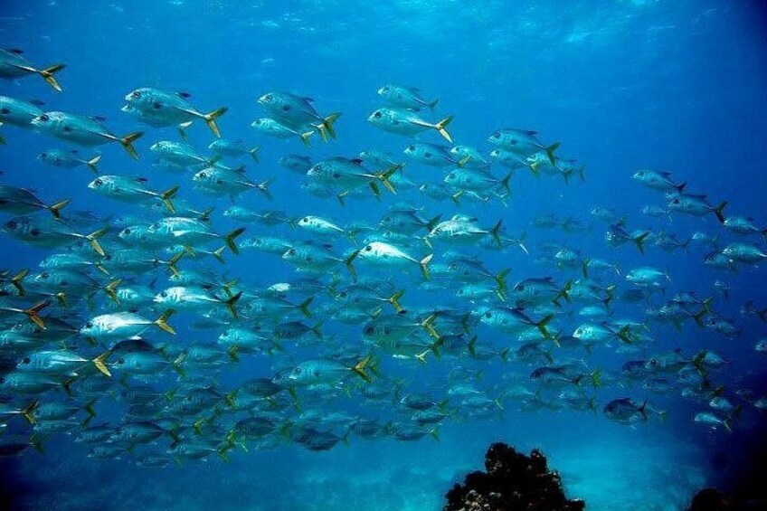 Key Largo Morning Snorkeling Adventure to 2 Sites 1