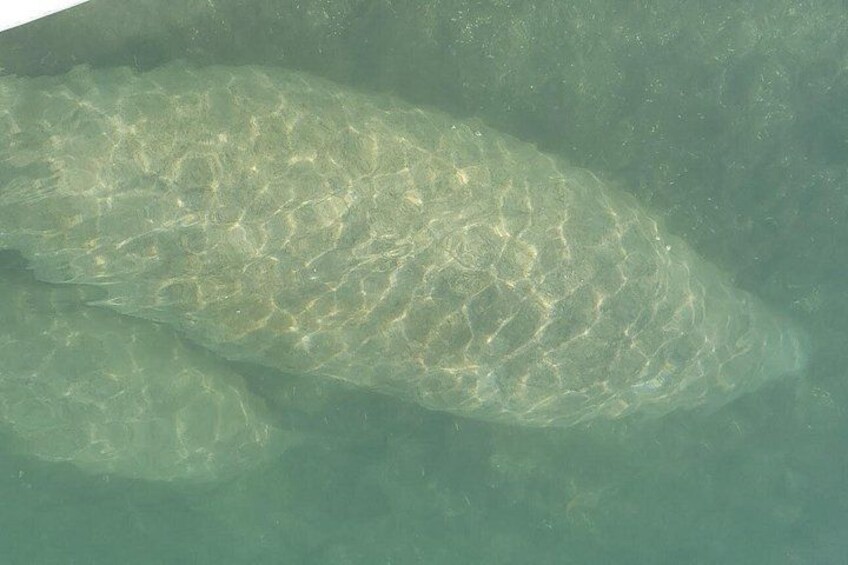 manatees 4