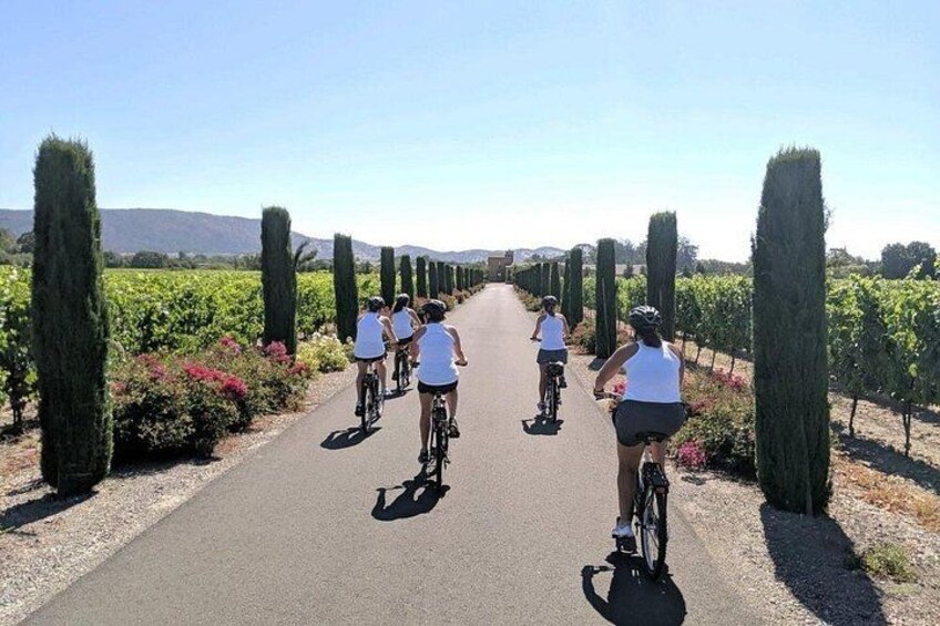A group of cyclists on a paved path surrounded by cypress trees and vineyards. 2