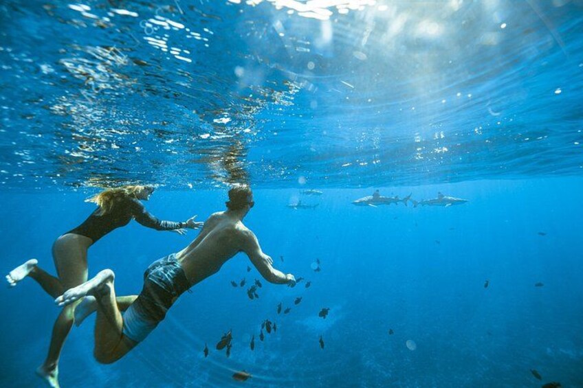 Zwei Personen schwimmen unter Wasser mit Fischen und Haien in einem klaren, blauen Ozean. 3