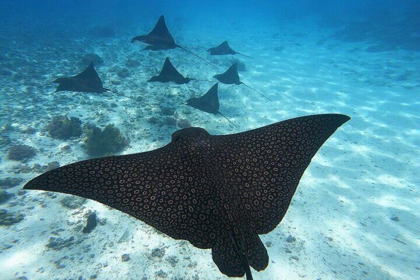 Spotted eagle rays