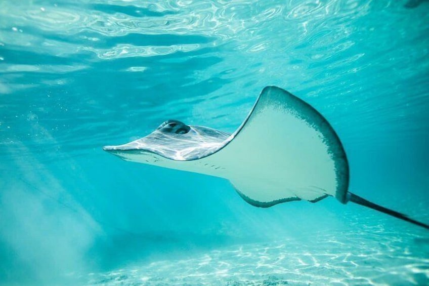 Een mantaraad zwemt onder water in helderblauw water. 3