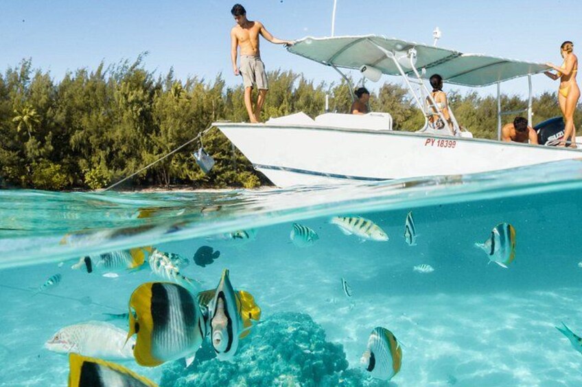 Ein Boot mit Passagieren, klares blaues Wasser und tropische Fische im Wasser. 1