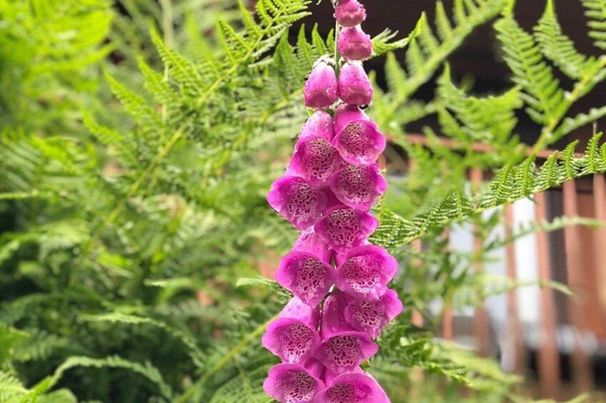 Fireweed 4