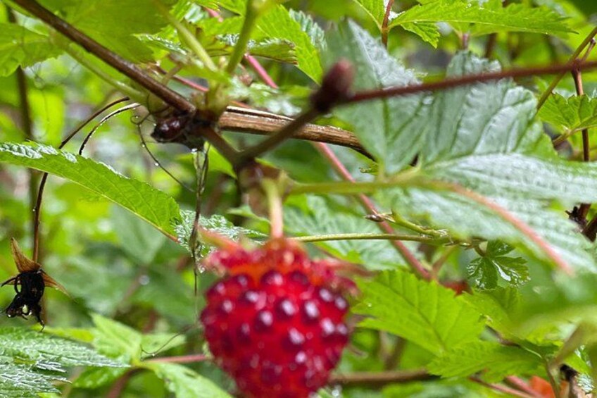 Salmon Berry 4