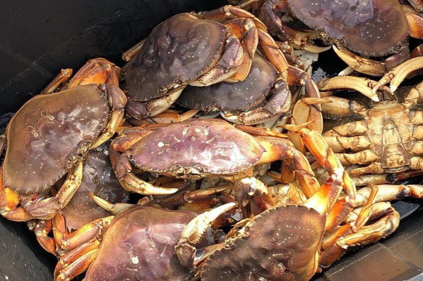 Dinner 4