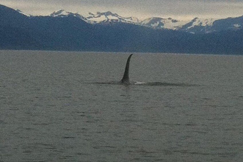 Bull Orca 5