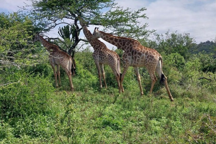 Four giraffes in a grassy savanna with trees. 2