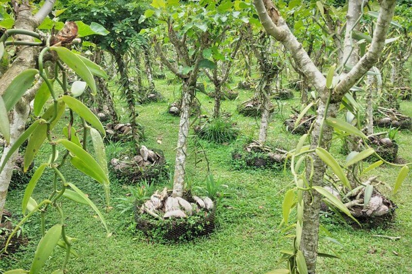 Vanilla plants 2