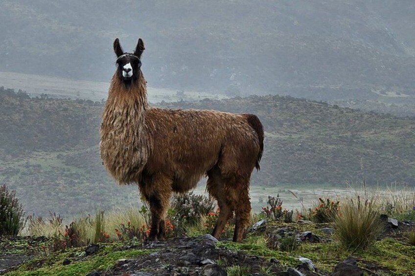 En lama står på stengrund med et bjergrigt landskab i baggrunden. 5