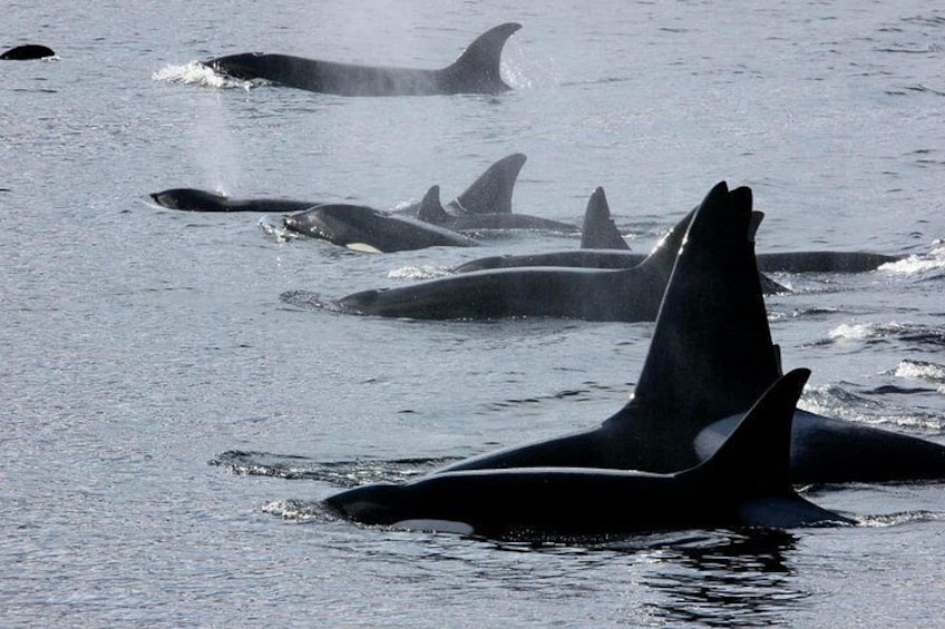 Orcas nadando en el océano. 2