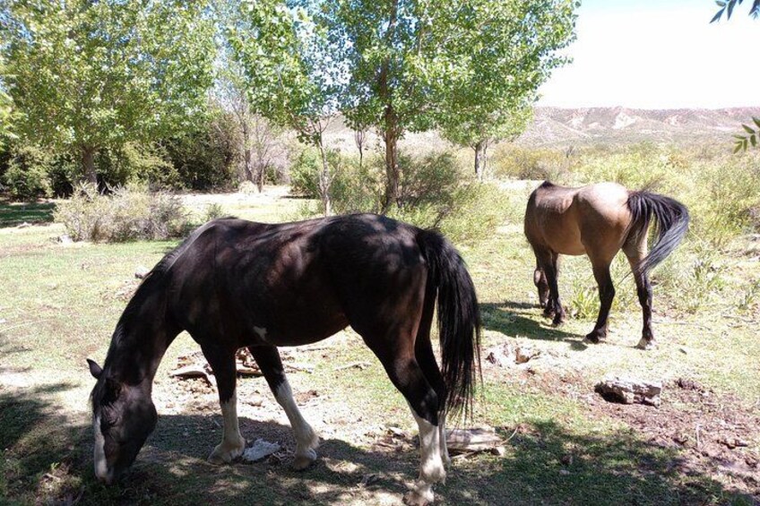 Horseback expedition to The Andes, 3 days 3